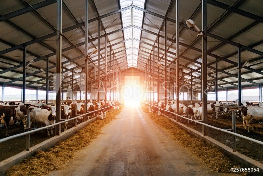 Picture of Breeding of cows in free livestock stall 